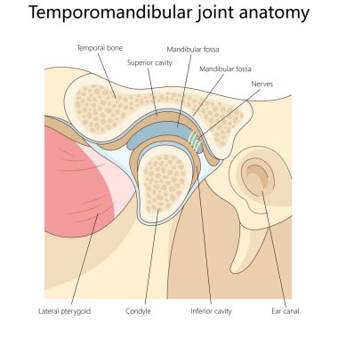 Zamansal çene eklemi, kemikleri, kasları, boşlukları, sinirleri, tıbbi eğitim yapısı şematik raster çizimi için kulak kanallarının yapısını gösteriyor. Tıbbi bilim illüstrasyonu