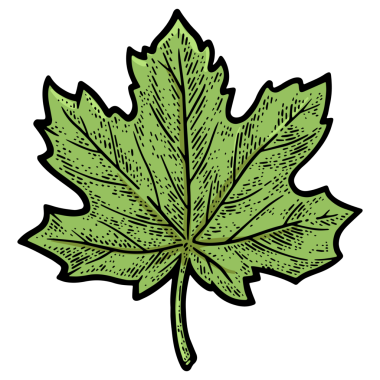 Maple Leaf çizimi PNG illüstrasyonuName
