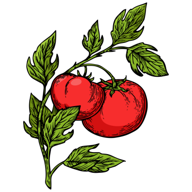 Domates oymacılığı PNG illüstrasyonu
