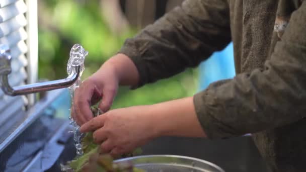 Woman Washing Harvested Vegetables — Video