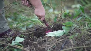 Woman harvesting sweet potatoes
