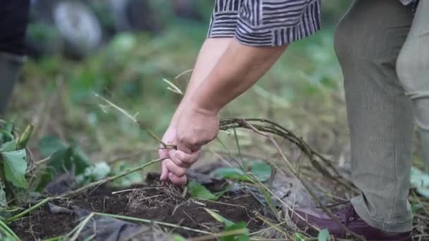 Жінка Збирає Солодку Картоплю — стокове відео