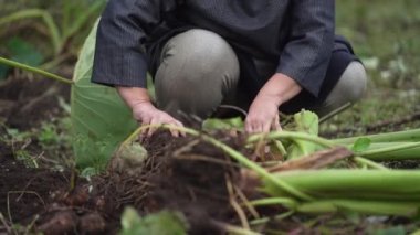 Taro hasat eden bir kadın.