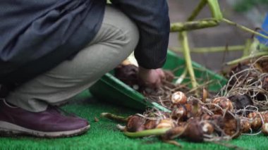 Taro hasat eden bir kadın.