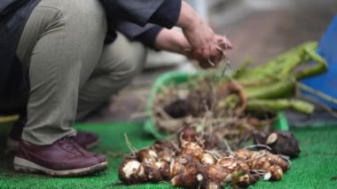 A woman removing the roots of the harvested taro