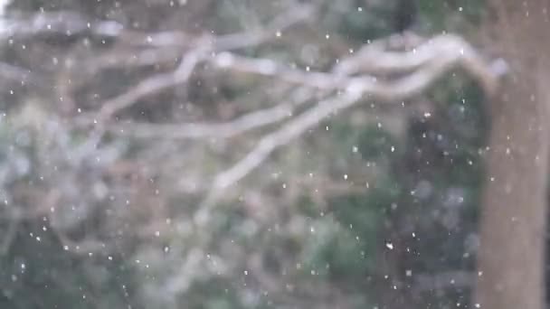 Imagen Nieve Cayendo — Vídeo de stock