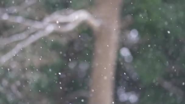 降雪のイメージ — ストック動画