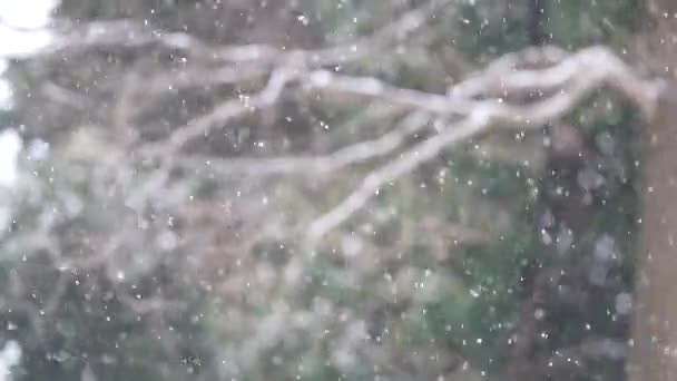 Imagen Nieve Cayendo — Vídeo de stock