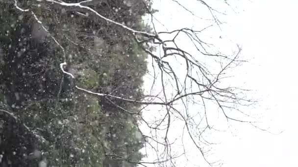 降雪のイメージ — ストック動画