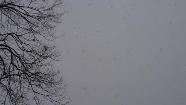 Obraz Spadającego Śniegu — Wideo stockowe