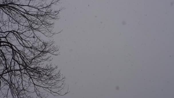 Изображение Падающего Снега — стоковое видео