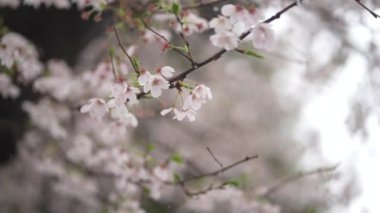 Çiçek açan kiraz çiçeklerine yağmur yağıyor.