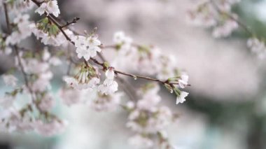 Çiçek açan kiraz çiçeklerine yağmur yağıyor.