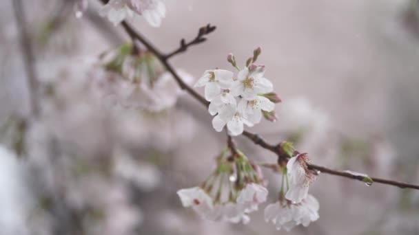 Chuva Caindo Flores Cerejeira Plena Floração — Vídeo de Stock