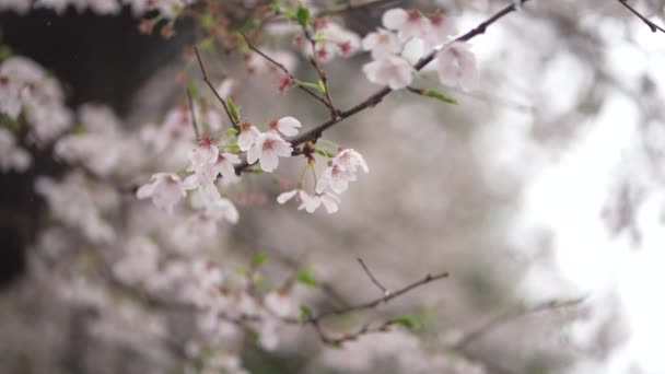 満開の桜に降る雨 — ストック動画