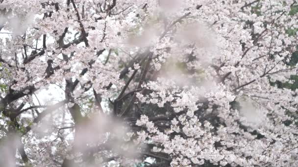 Дощ Падає Цвітіння Вишні Повному Розквіті — стокове відео