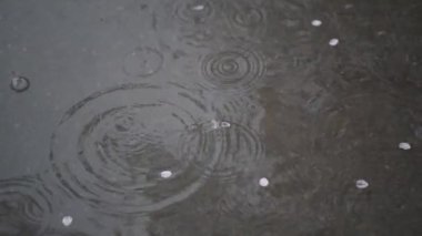 Su birikintisinde yüzen kiraz çiçekleri