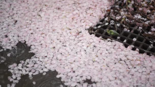 Scattered Cherry Blossoms Collecting Drainage Ditch — Stock Video