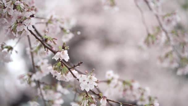 樱花盛开 雨落在樱花上 — 图库视频影像