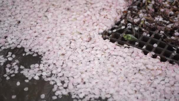 Rozproszone Kwiaty Wiśni Zbierające Się Rowie Odwadniającym — Wideo stockowe