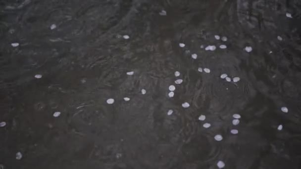 Cherry Blossoms Floating Puddle — Stock Video