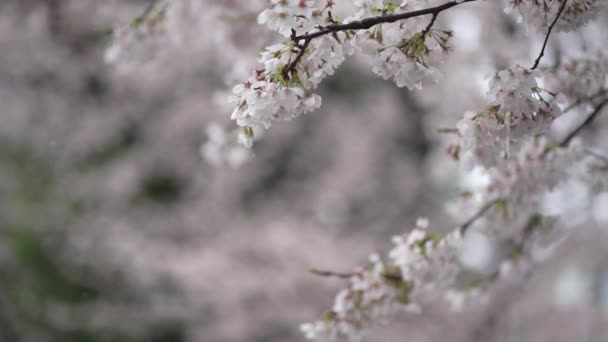 Lluvia Cayendo Sobre Flores Cerezo Plena Floración — Vídeos de Stock