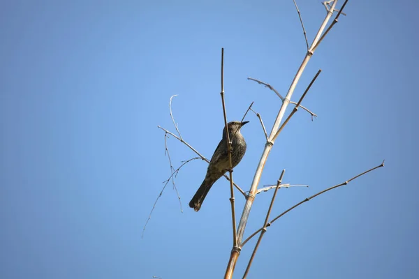 Vogel Hockt Auf Einem Ast — Stockfoto