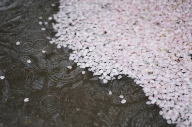 Su birikintisinde yüzen kiraz çiçekleri