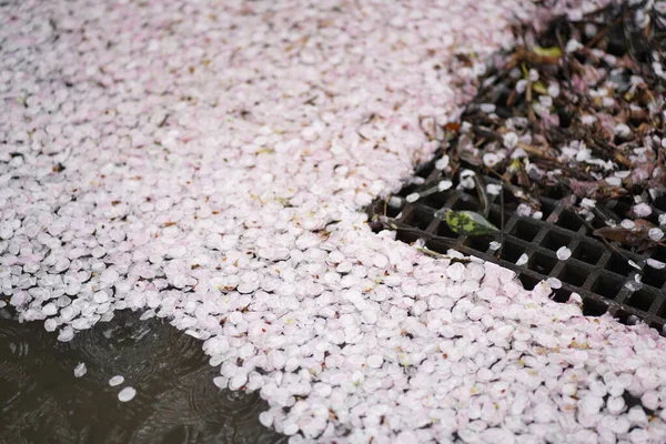 Verstreute Kirschblüten Sammeln Sich Abwassergraben — Stockfoto