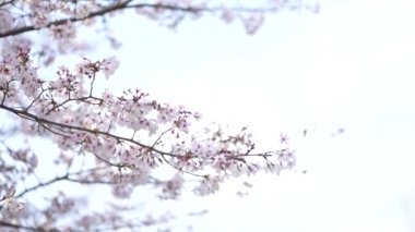 Kiraz çiçekleri rüzgarda sallanıyor