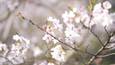 Kiraz çiçekleri rüzgarda sallanıyor