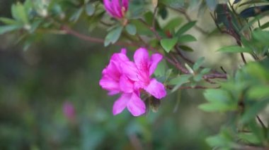 Rüzgarda savrulan Azalea