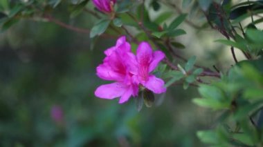 Rüzgarda savrulan Azalea