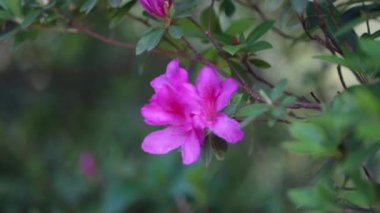 Rüzgarda savrulan Azalea