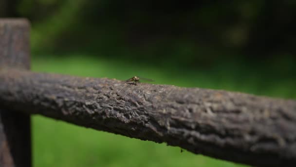 แมลงปอบ นหน — วีดีโอสต็อก