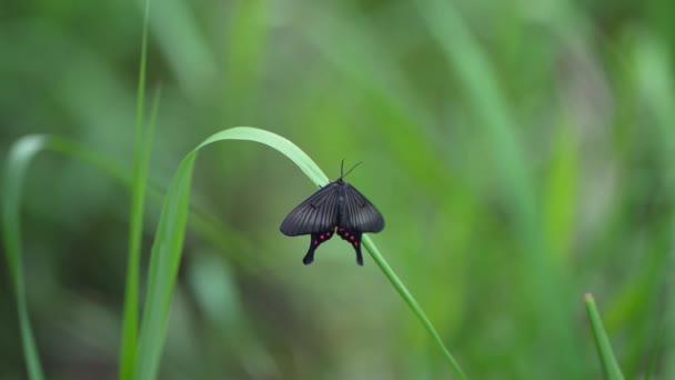 蝴蝶栖息在草地上 — 图库视频影像