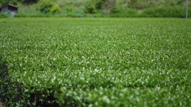 Como Vento Sopra Plantação Chá — Vídeo de Stock