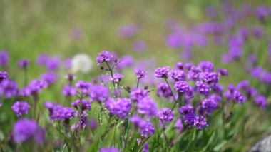 Shukkon verbena rüzgarda sallanıyor