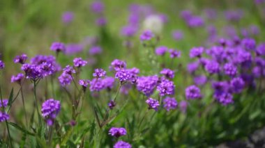Shukkon verbena rüzgarda sallanıyor