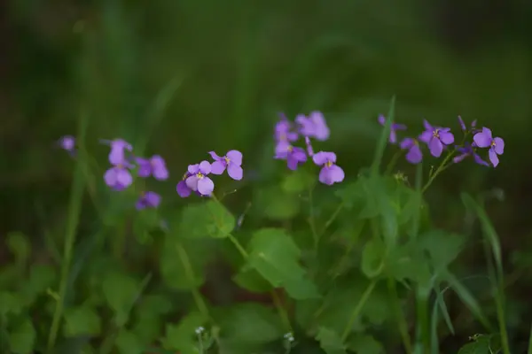 Purple Flower Swaying Wind — Stock Photo, Image