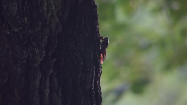与树相连的蝉的图像 — 图库视频影像