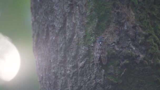 Изображение Цикады Прикрепленной Дереву — стоковое видео