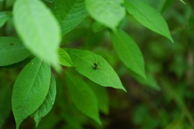Yaprağın üzerindeki küçük güve