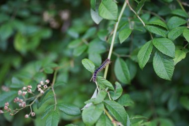 Yaprağın üzerindeki küçük güve