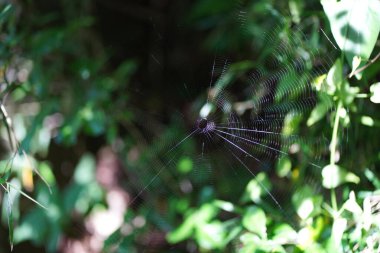 Yaprağın üzerindeki küçük güve