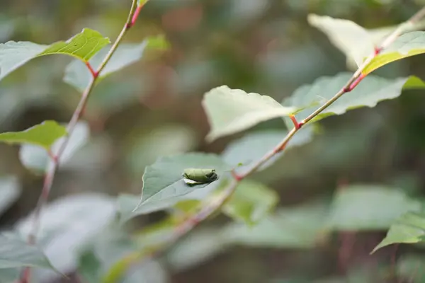 Die Wiege Eines Käfers Auf Einem Blatt — Stockfoto