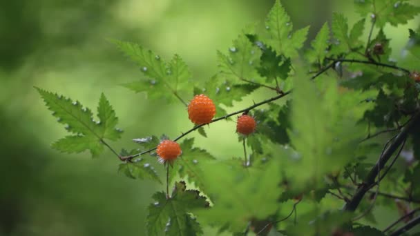 Rubus Svajar Vinden — Stockvideo