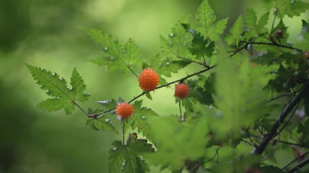Rubus Balanceándose Viento — Vídeos de Stock