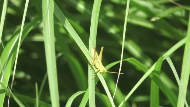 Grasshopper Afbeelding Bevestigd Aan Gras — Stockvideo