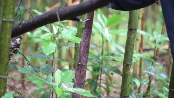 Man Harvesting Madake Bamboo Shoots — Stock Video
